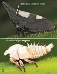 Attēlu rezultāti vaicājumam “Membracidae”