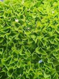 Attēlu rezultāti vaicājumam “Tortula lingulata”