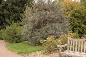 Attēlu rezultāti vaicājumam “Hippophae rhamnoides”