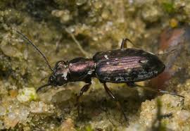 Attēlu rezultāti vaicājumam “Asaphidion pallipes”