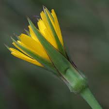 Attēlu rezultāti vaicājumam “Tragopogon pratensis subsp. pratensis flower”