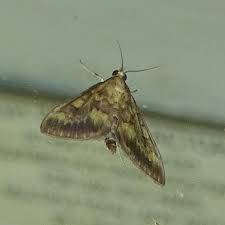 Attēlu rezultāti vaicājumam “Ostrinia nubilalis”