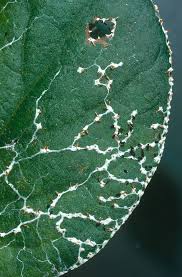 Attēlu rezultāti vaicājumam “Diachea leucopodia”