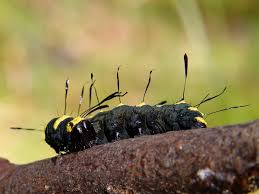 Attēlu rezultāti vaicājumam “Acronicta alni larva”