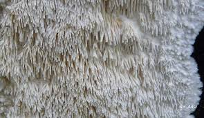 Attēlu rezultāti vaicājumam “Dentipellis fragilis”