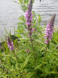 Attēlu rezultāti vaicājumam “Stachys palustris bud”