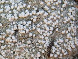 Attēlu rezultāti vaicājumam “Pertusaria coccodes”