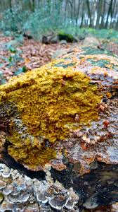 Attēlu rezultāti vaicājumam “Badhamia dubia spores”