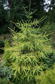 Attēlu rezultāti vaicājumam “Picea abies leaf”