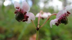 Attēlu rezultāti vaicājumam “Chimaphila umbellata flower”