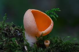 Attēlu rezultāti vaicājumam “Sarcoscypha austriaca var. lutea”