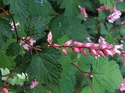 Image result for Rosengewächse