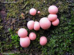 Attēlu rezultāti vaicājumam “Lycogala maculatum macro”