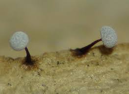 Attēlu rezultāti vaicājumam “Physarum gravidum”