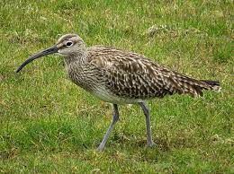 Attēlu rezultāti vaicājumam “Numenius phaeopus”