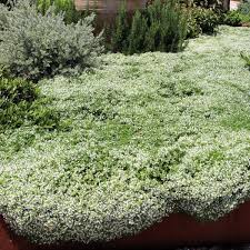 Attēlu rezultāti vaicājumam “Thymus serpyllum”