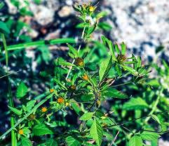 Attēlu rezultāti vaicājumam “Bidens tripartita leaf”