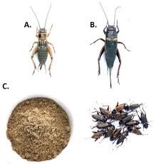 Attēlu rezultāti vaicājumam “Gryllus domesticus”