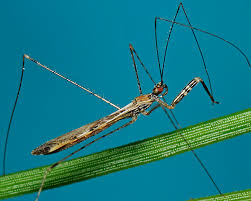 Attēlu rezultāti vaicājumam “Trichia alpina sessile”