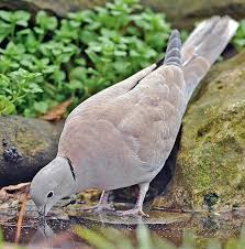 Attēlu rezultāti vaicājumam “Streptopelia decaocto adult”
