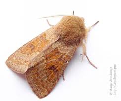 Attēlu rezultāti vaicājumam “Orthosia miniosa”