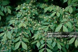 Attēlu rezultāti vaicājumam “Euonymus europaeus leaf”