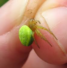 Attēlu rezultāti vaicājumam “Araniella male”