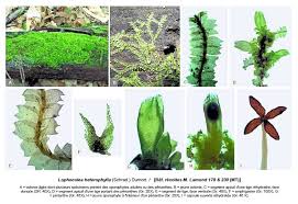 Attēlu rezultāti vaicājumam “Lophocolea”