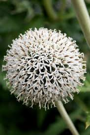 Attēlu rezultāti vaicājumam “Echinops sphaerocephalus flower”