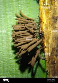 Attēlu rezultāti vaicājumam “Stemonitis virginiensis”