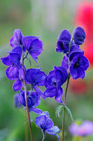 Attēlu rezultāti vaicājumam “Aconitum napellus flower”