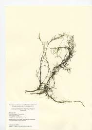 Attēlu rezultāti vaicājumam “Najadaceae”