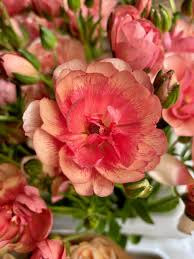 Attēlu rezultāti vaicājumam “Ranunculus elatior”