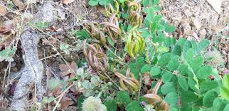 Attēlu rezultāti vaicājumam “Astragalus glycyphyllos fruit”