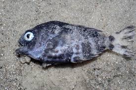 Image result for Schedophilus ovalis