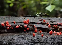 Attēlu rezultāti vaicājumam “Lycogala confusum spores”