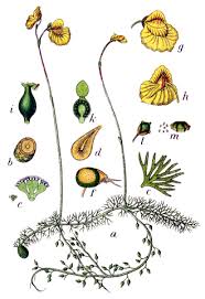 Attēlu rezultāti vaicājumam “Utricularia intermedia leaf”