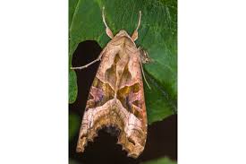 Attēlu rezultāti vaicājumam “Phlogophora meticulosa”