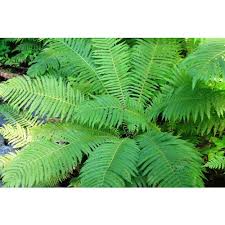 Attēlu rezultāti vaicājumam “Matteuccia struthiopteris”