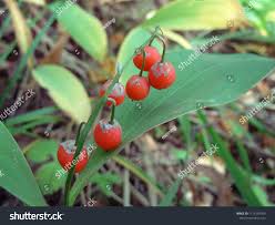 Attēlu rezultāti vaicājumam “Convallaria majalis fruit”