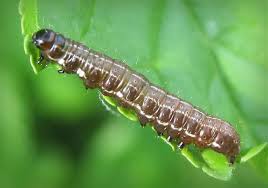 Attēlu rezultāti vaicājumam “Eupsilia transversa”