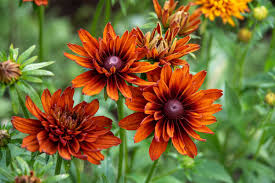 Image result for Rudbeckia Paradisio