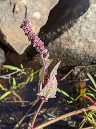 Attēlu rezultāti vaicājumam “Atriplex calotheca flower”