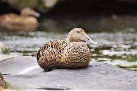 Attēlu rezultāti vaicājumam “Somateria mollissima juvenile”