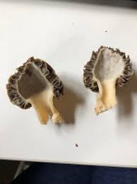 Attēlu rezultāti vaicājumam “Morchella sp.”