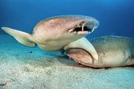 Image result for Ginglymostoma unami