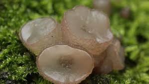 Attēlu rezultāti vaicājumam “Ombrophila violacea spores”