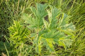 Attēlu rezultāti vaicājumam “Heracleum sosnowskyi leaf”