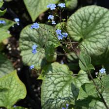 Attēlu rezultāti vaicājumam “Brunnera macrophylla”