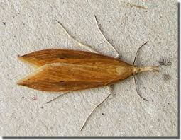 Attēlu rezultāti vaicājumam “Donacaula mucronella”